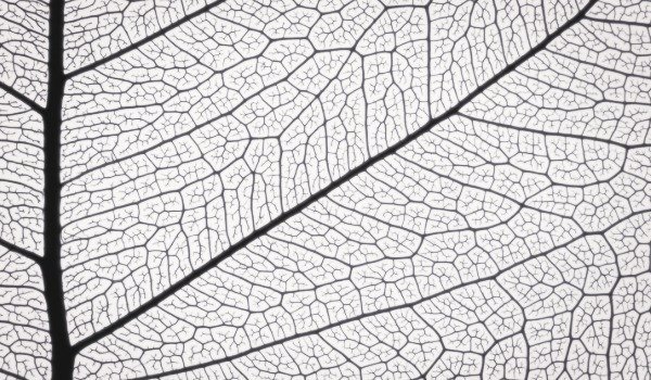 The Taxonomic Rebels: A Case Study